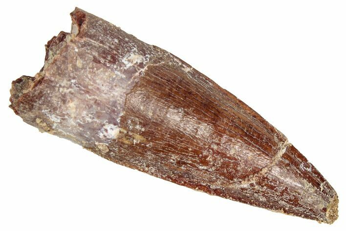 Juvenile Fossil Spinosaurus Tooth - Real Dinosaur Tooth #348671